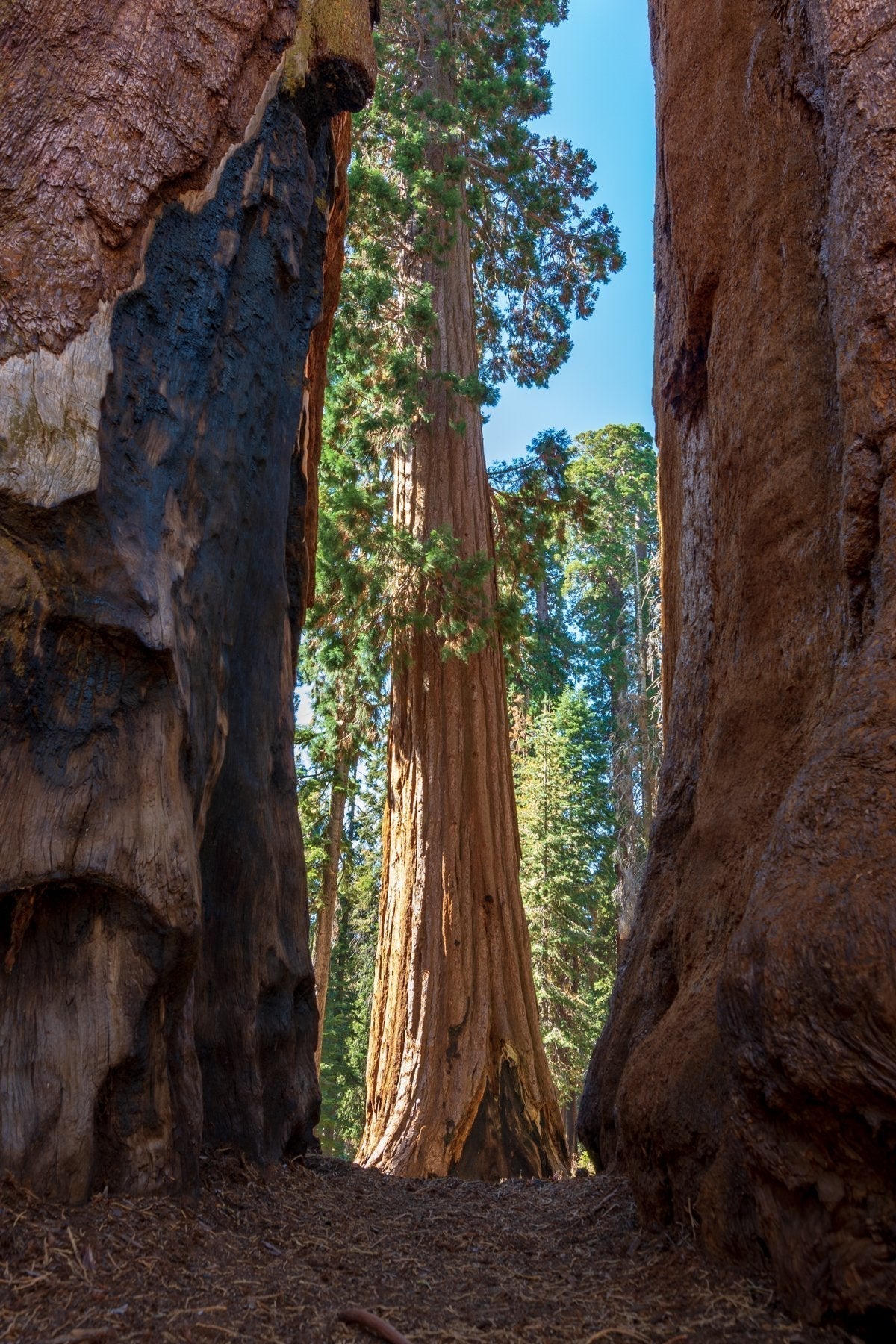 Giant sequoia tree framed between two other sequoias in Sequoia National Park, California