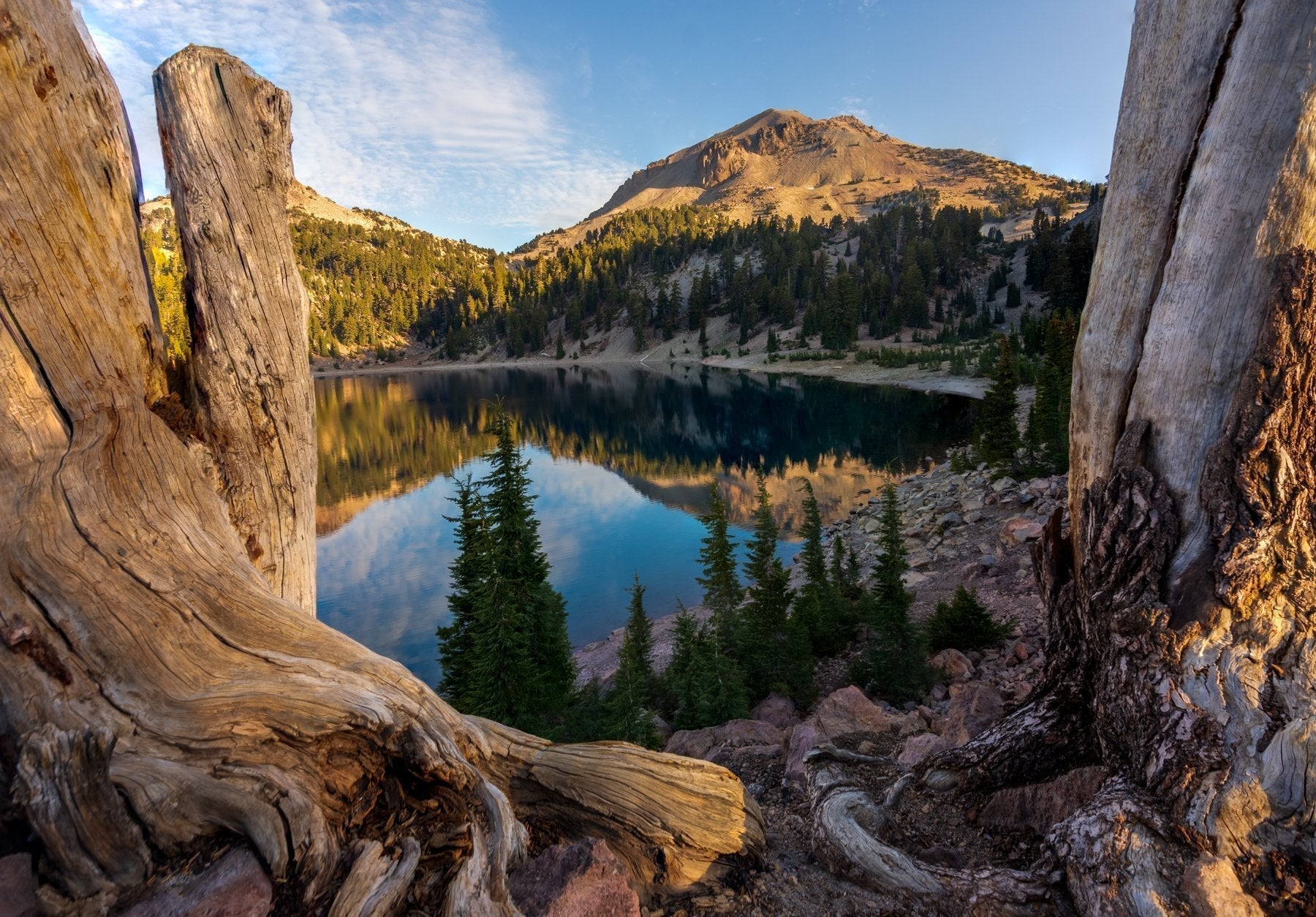 Lassen Peak reflected in a mountain lake framed by weathered tree trunks in Lassen Volcanic National Park, California