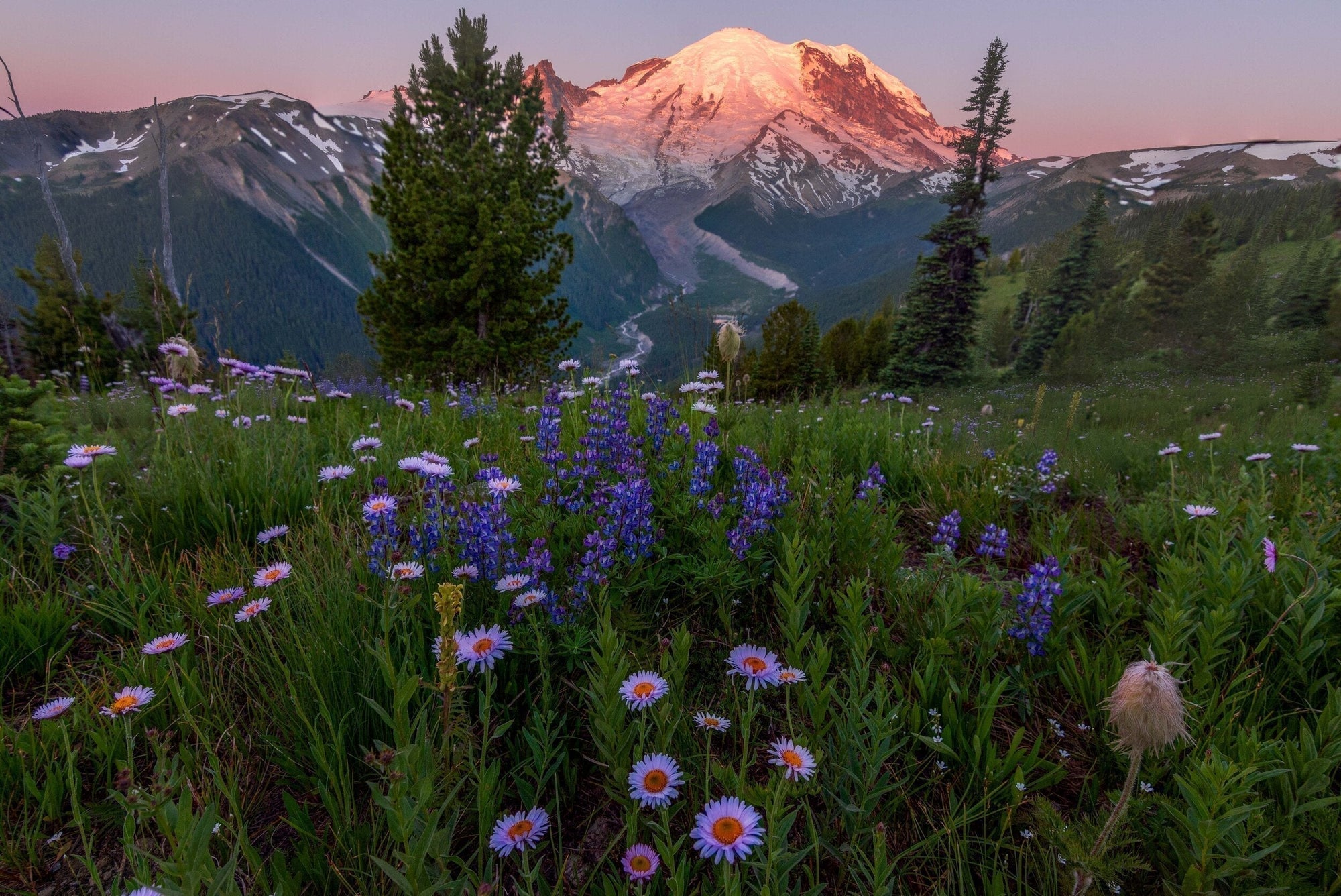 Wildflowers at sunrise with Mount Rainier glowing pink in the background, Washington
