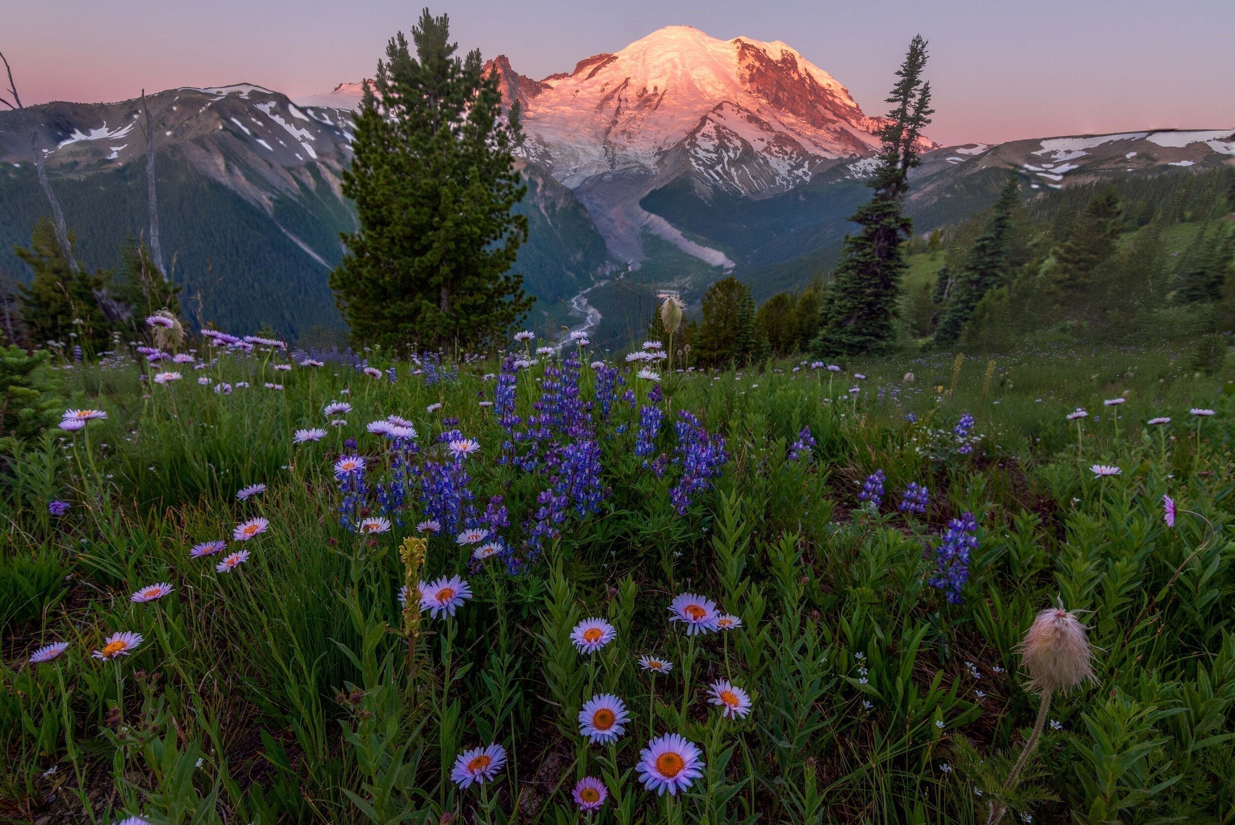 Wildflowers at sunrise with Mount Rainier glowing pink in the background, Washington