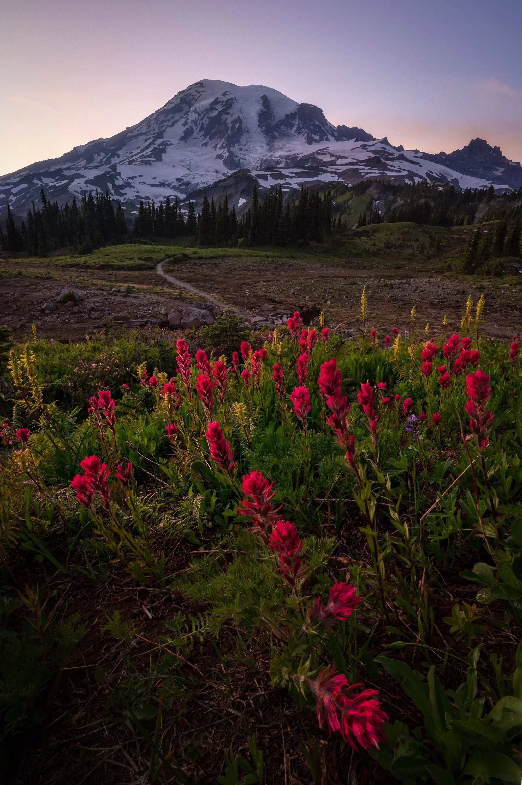 Wildflowers blooming beneath Mount Rainier at sunset in Mount Rainier National Park, Washington