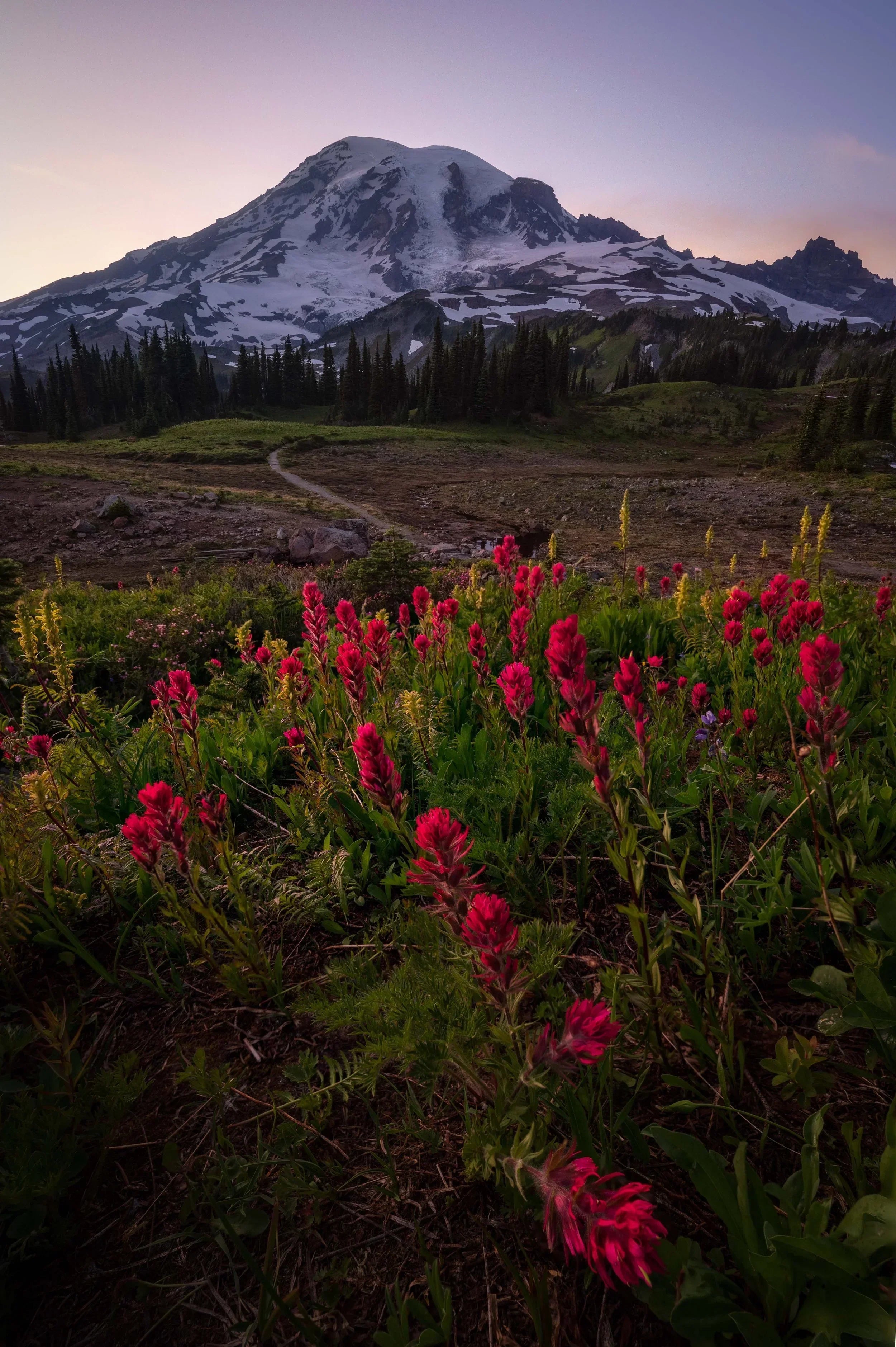 Wildflowers blooming beneath Mount Rainier at sunset in Mount Rainier National Park, Washington