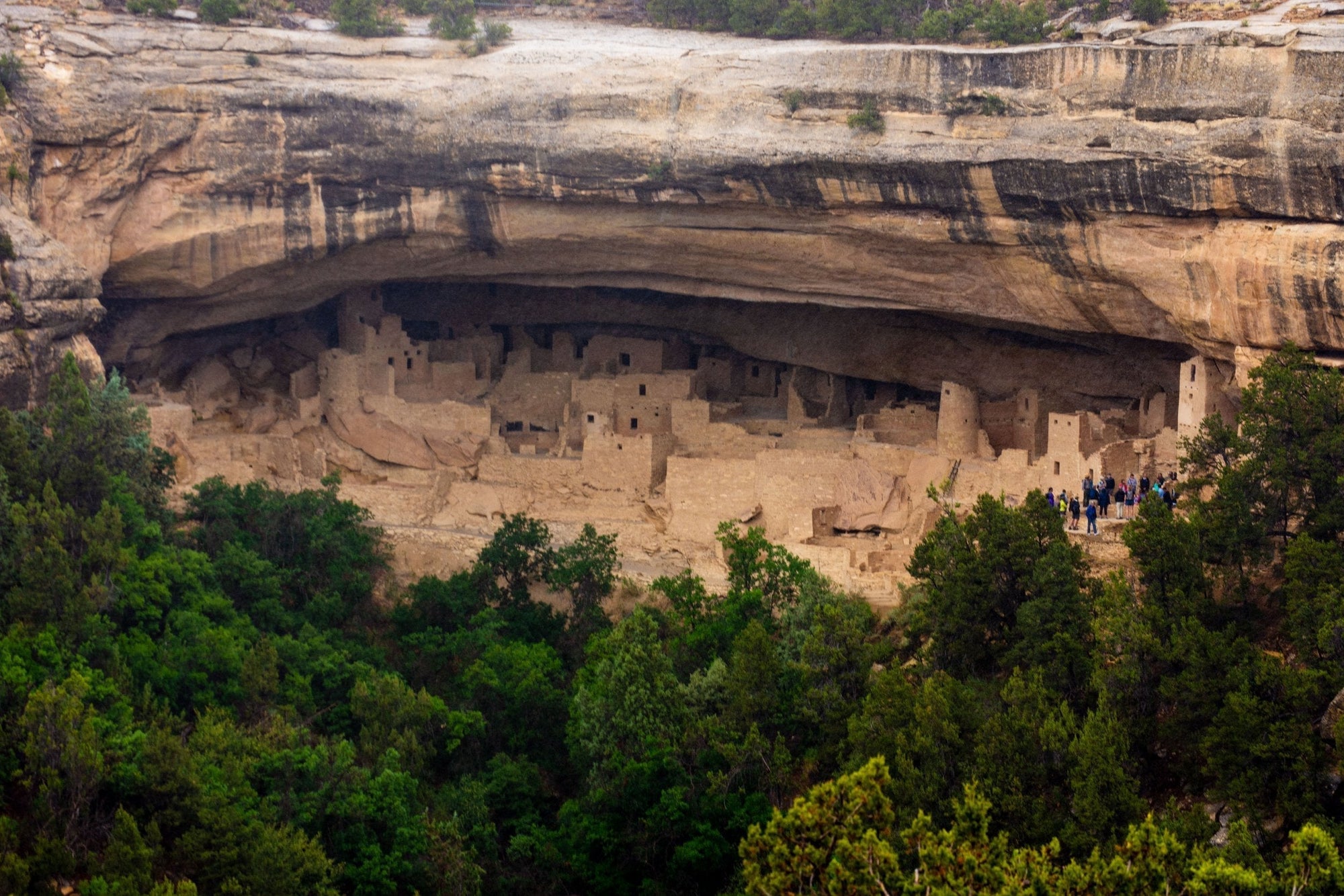 Cliff Palace ancestral Puebloan dwellings built into sandstone alcove in Mesa Verde National Park, Colorado