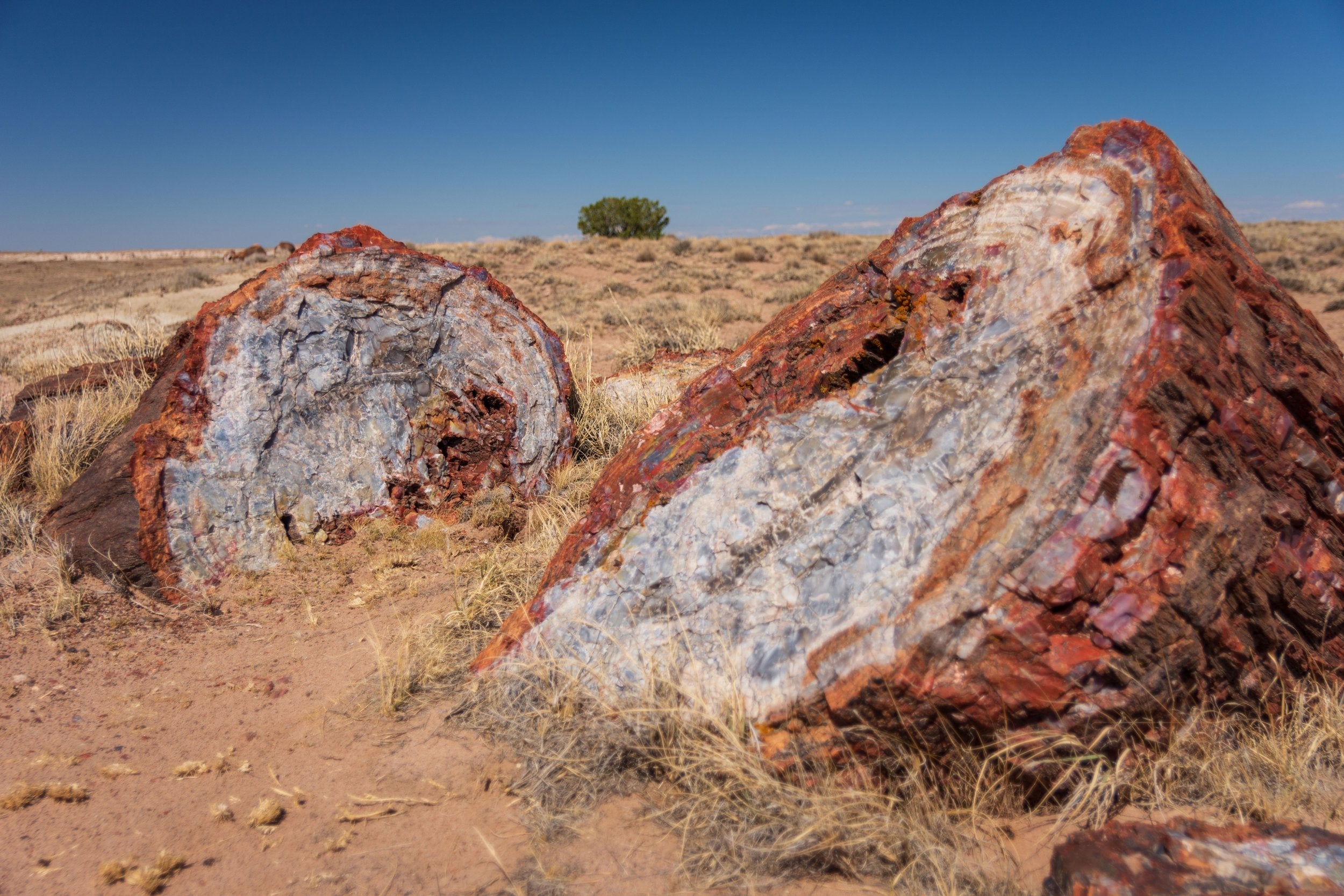 Colorful petrified wood logs resting in desert landscape in Petrified Forest National Park, Arizona