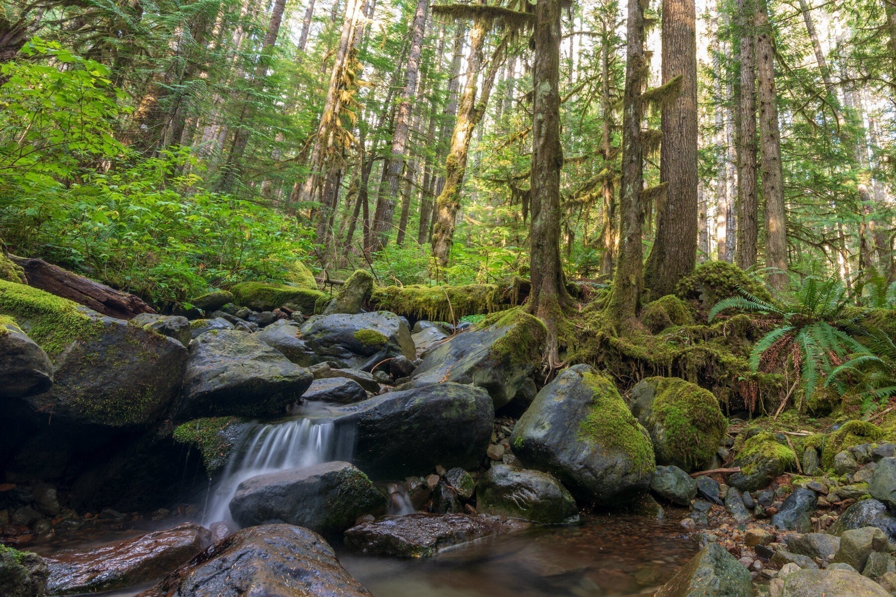 Moss-covered Pacific Northwest forest with cascading stream, photographed with an ultra wide angle lens to capture foreground rocks and towering trees