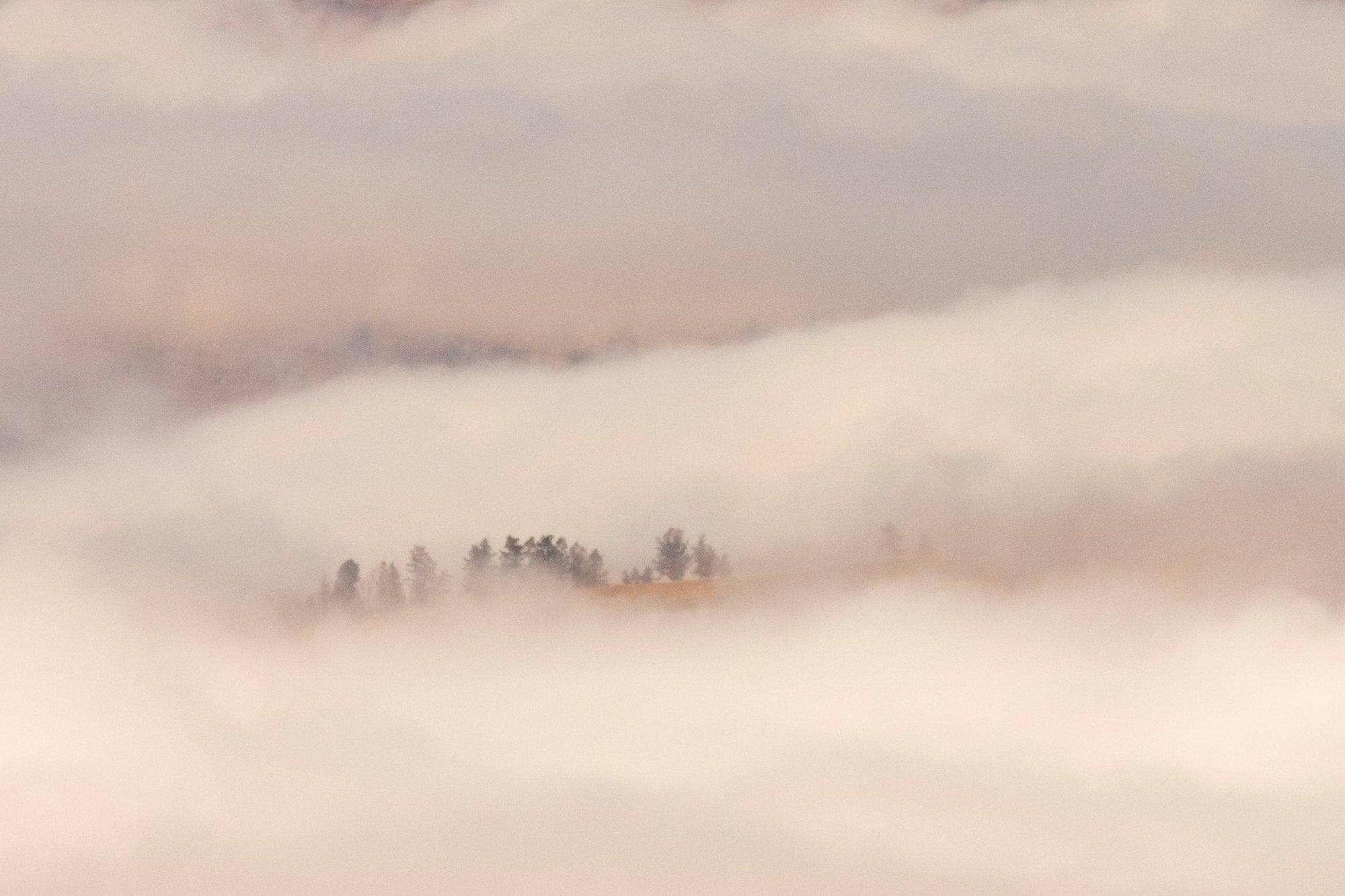 Pine trees emerging through low fog in Yellowstone National Park, Wyoming