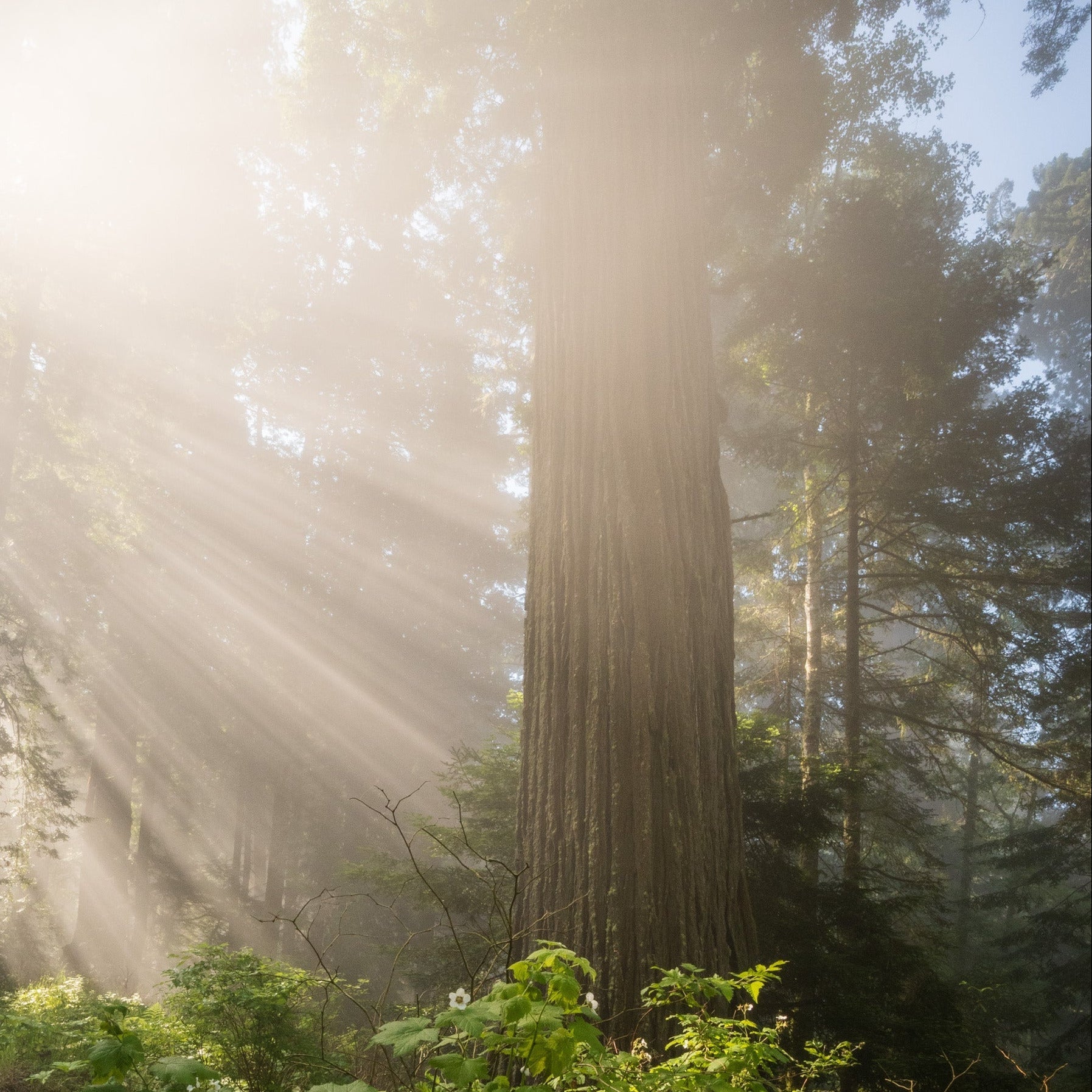Sun rays through old-growth forest trees lighting vibrant green understory in a Pacific Northwest woodland