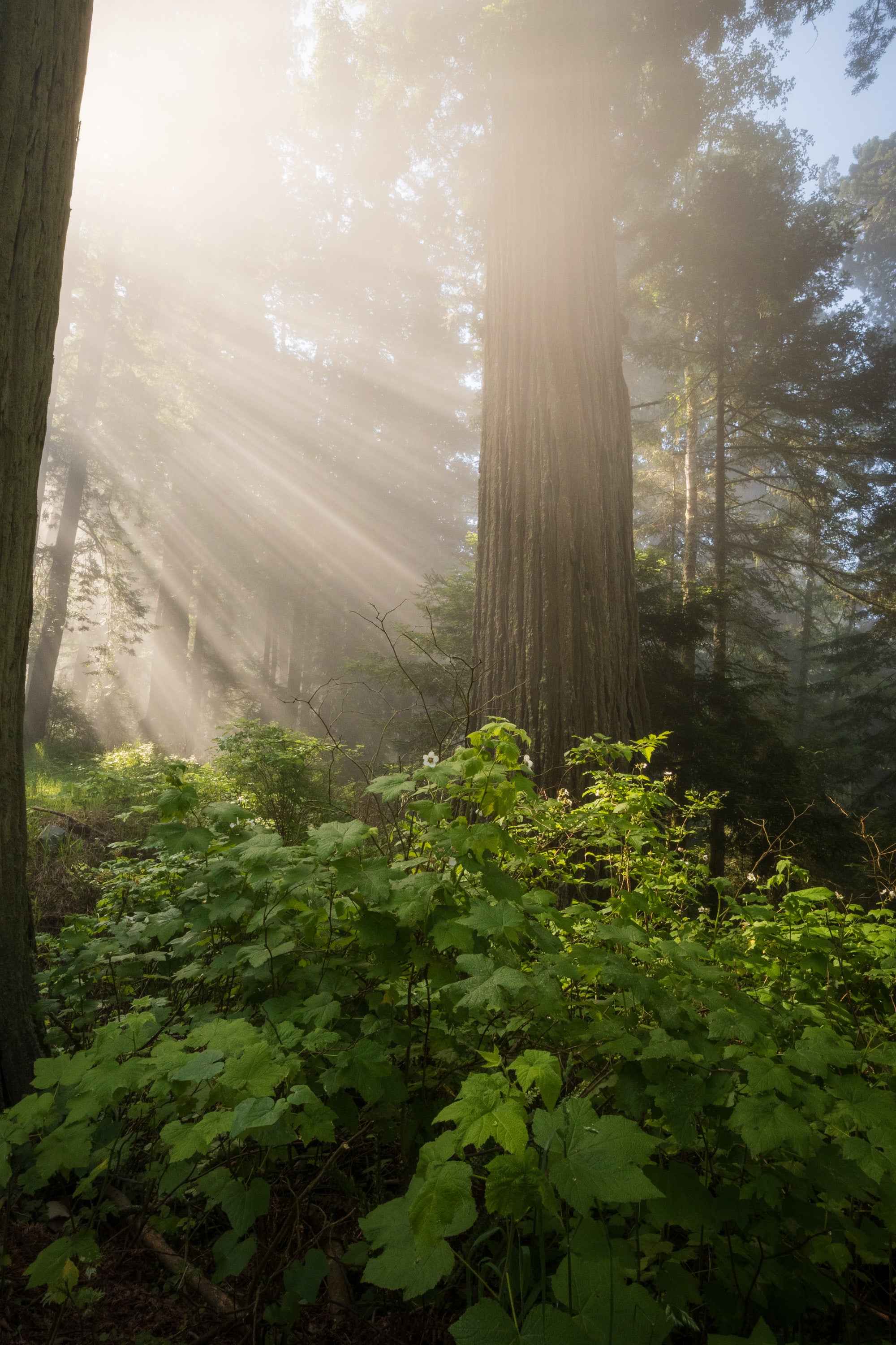 Sunbeams shining through drifting fog among towering coastal redwood trees, lighting green ferns and foliage in Redwood National and State Parks.