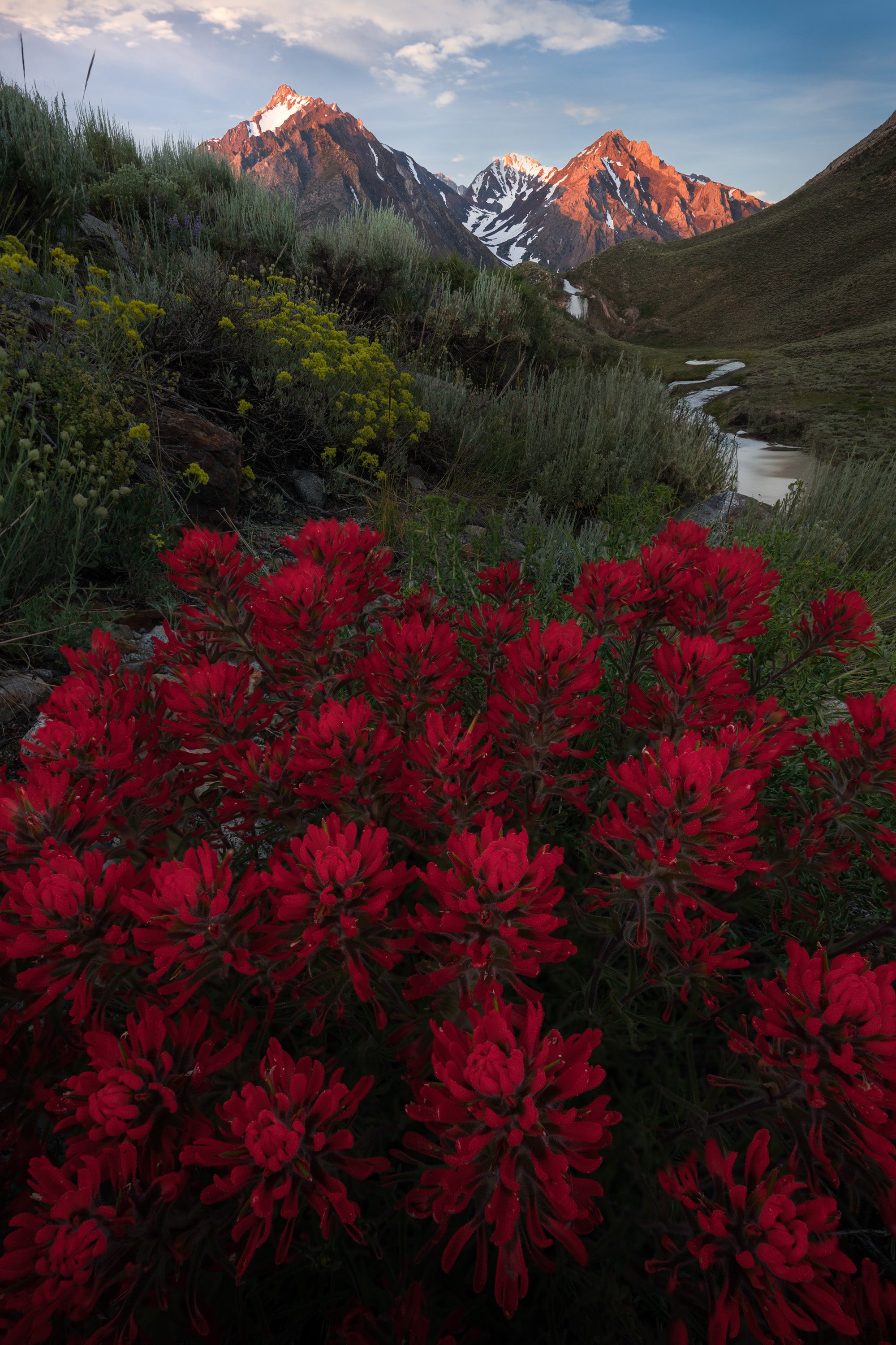 Red paintbrush wildflowers blooming in a meadow in the Eastern Sierra, with alpine peaks near Mammoth Lakes catching warm early summer light in the background.