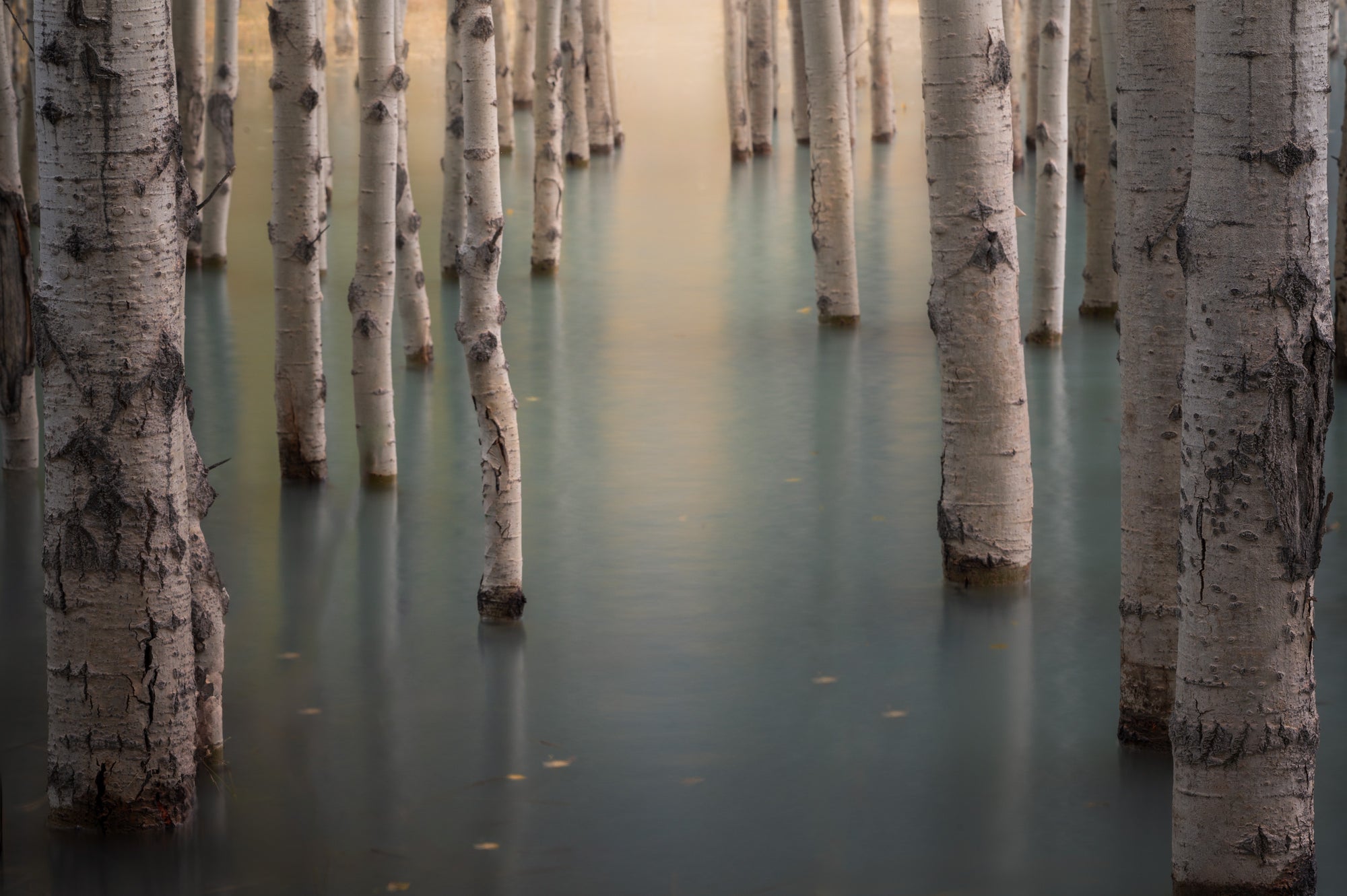 Long-exposure photograph of flooded aspen trees in the Kootenay Plains of Alberta near the Canadian Rockies, with pale trunks rising from calm reflective water in autumn.