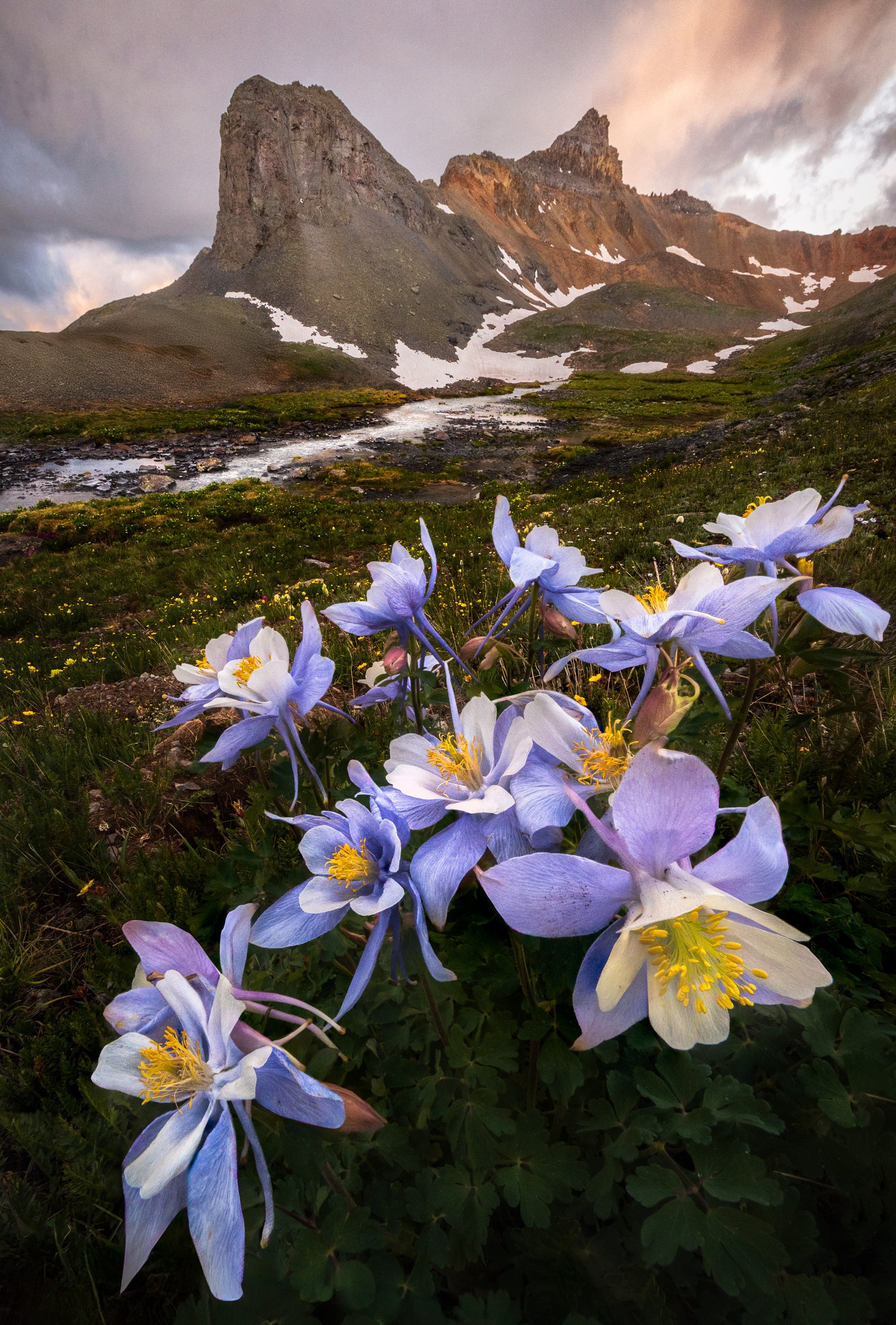 Columbine wildflowers at sunrise near Ice Lake in Colorado’s San Juan Mountains, with jagged alpine peaks, snowfields, and flowing meltwater in the background.