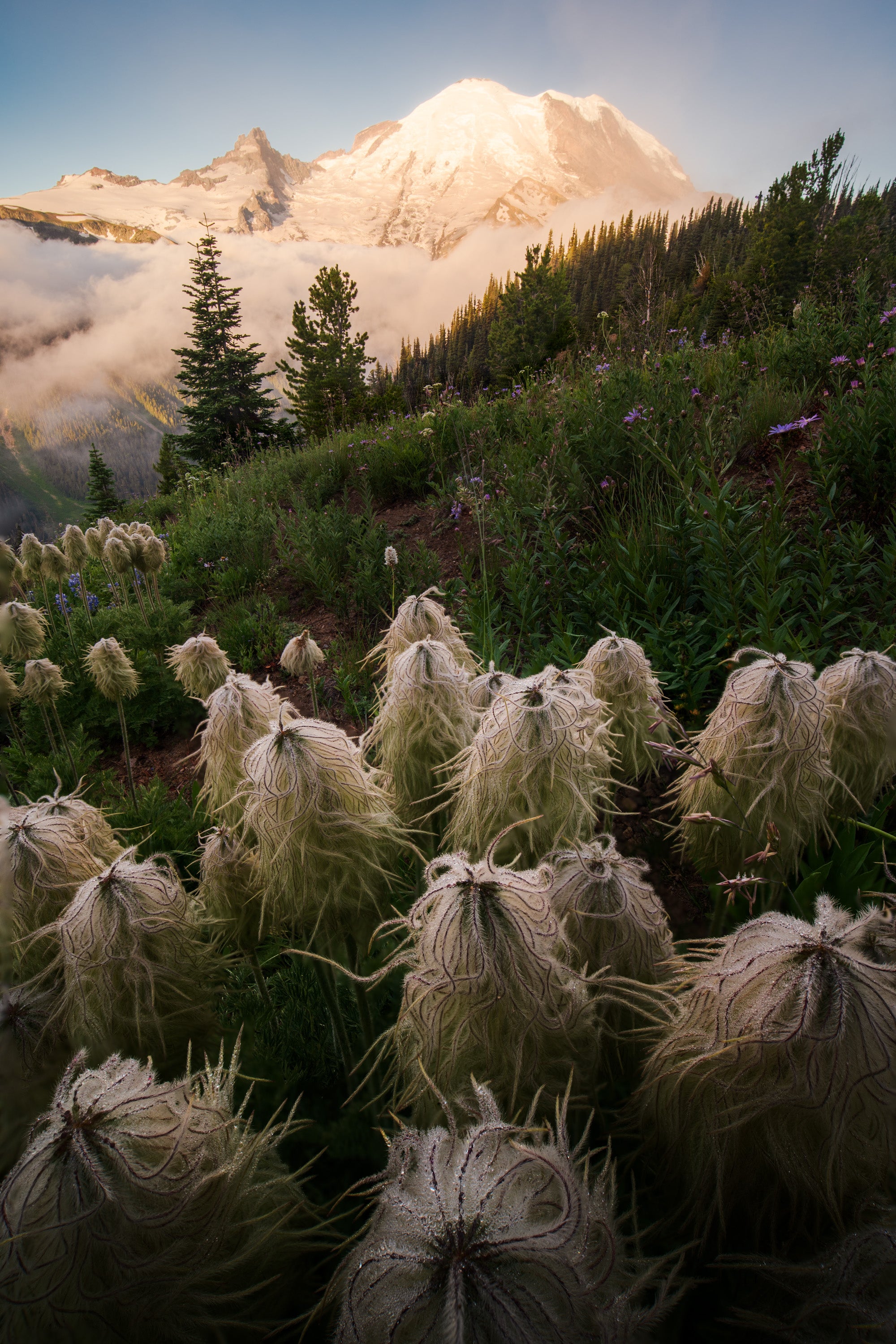 Mount Rainier emerging through fog at sunrise, with alpine meadow plants (western pasqueflower) in the foreground and warm morning light illuminating the snow-covered volcano.