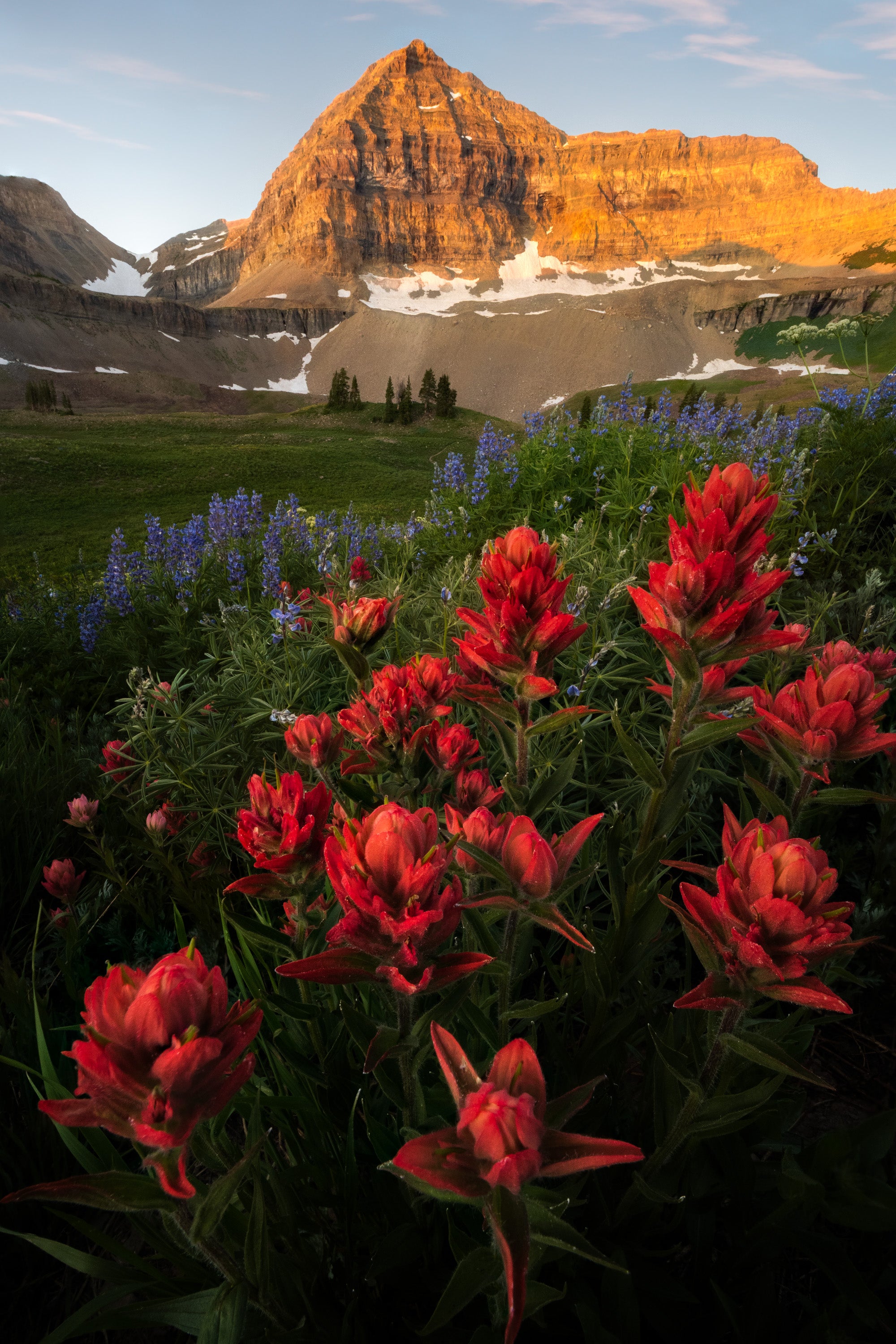 Wildflowers blooming below the summit of Mount Timpanogos in Utah, with red paintbrush and lupine in the foreground and the mountain glowing in warm sunrise light.