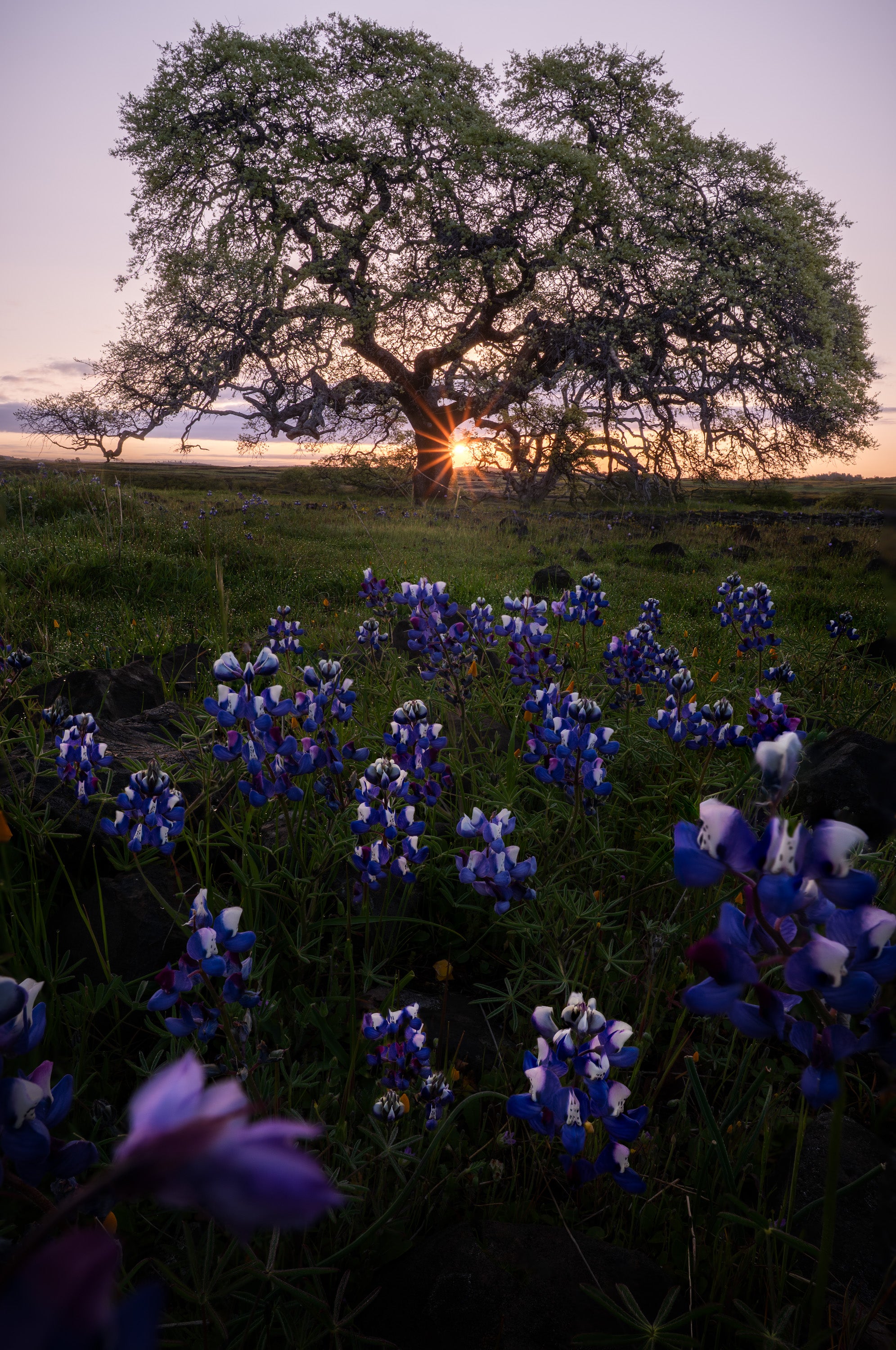 Sunrise shining through a gnarled oak tree above blooming lupine in a Northern California spring meadow.