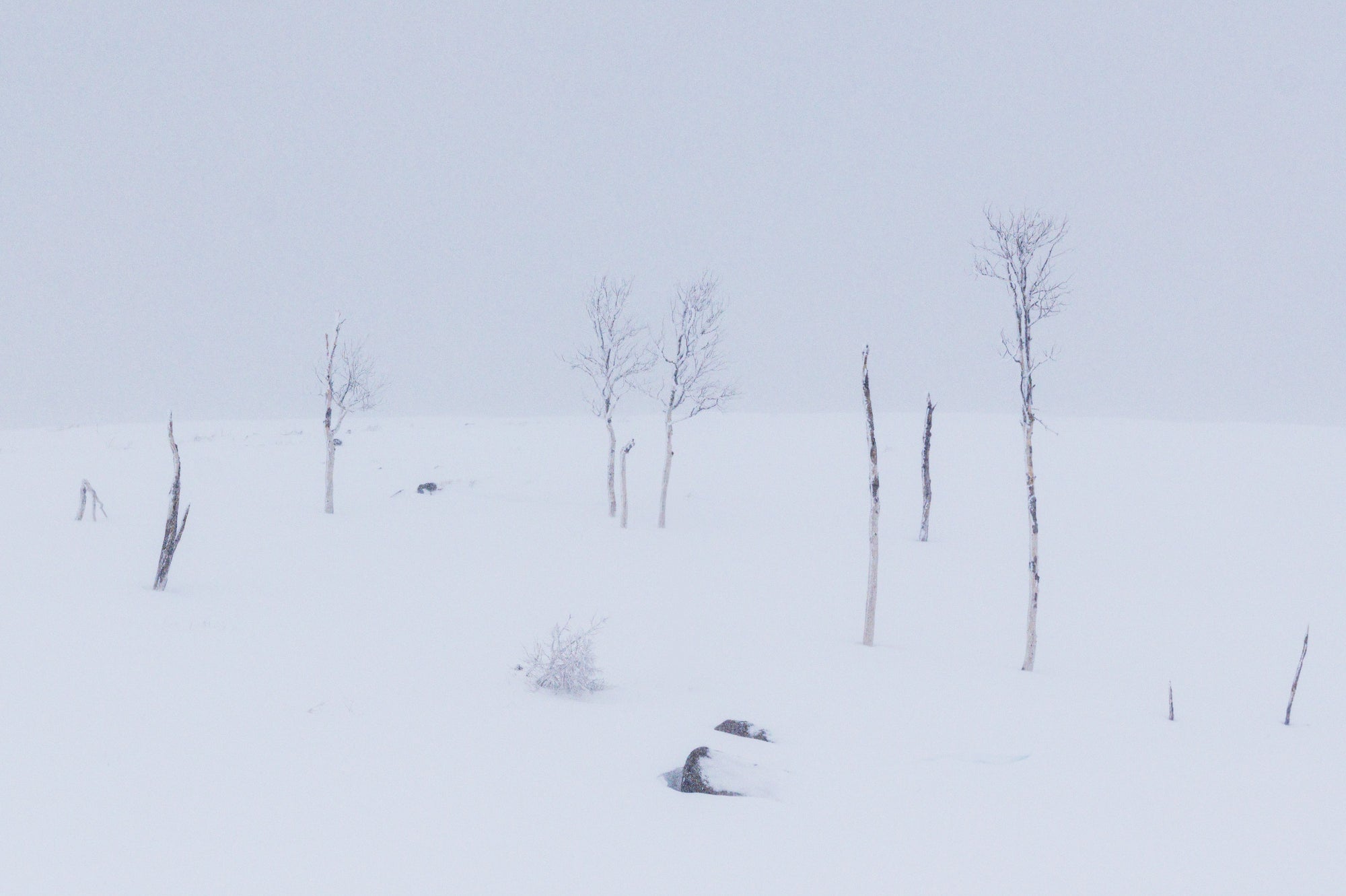 Minimalist winter scene in Fishlake National Forest showing bare aspens and dark rocks spaced across a snow-covered hillside.