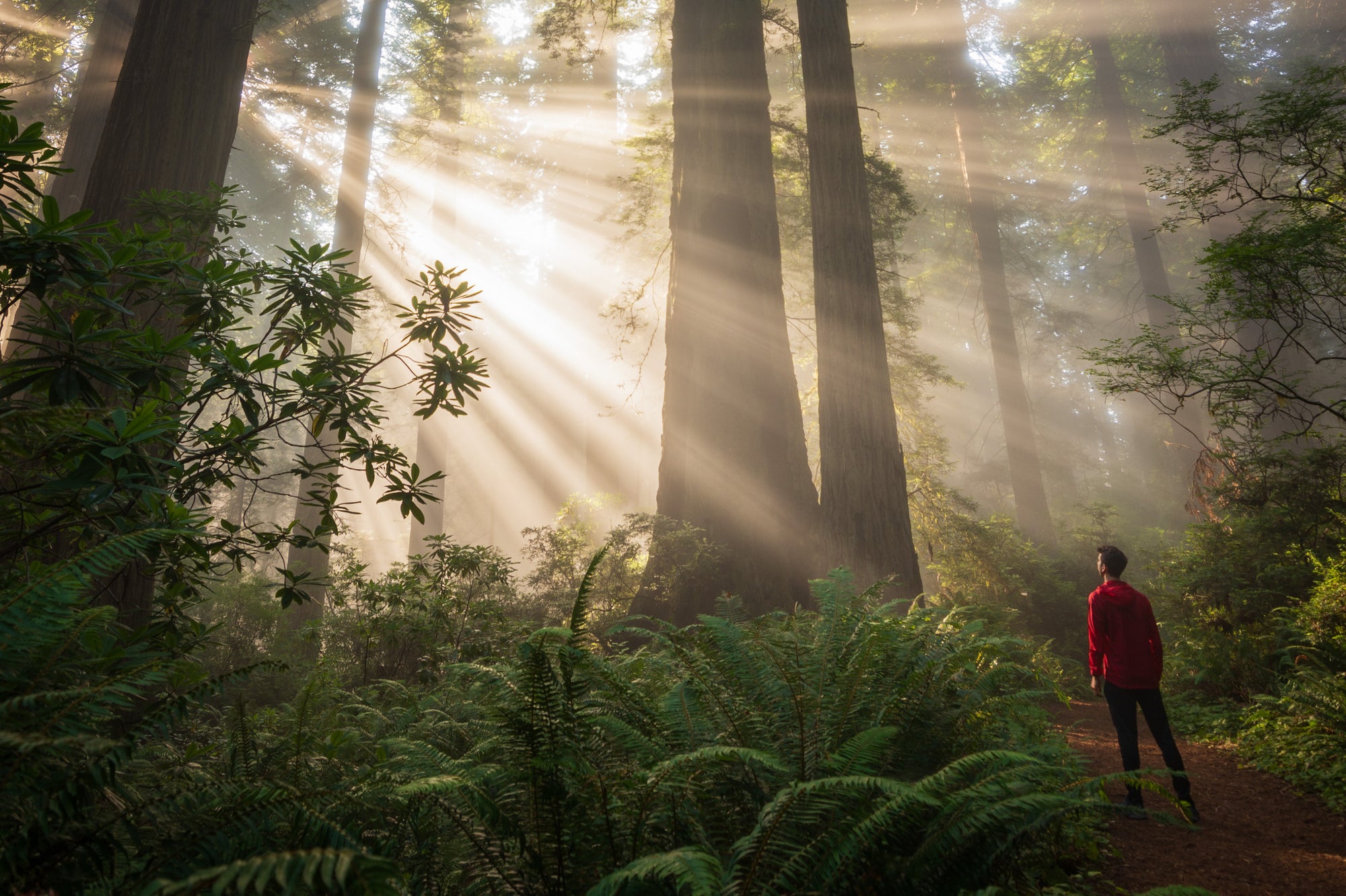 Sunbeams streaming through fog in a coastal California redwood forest at sunrise, illuminating ferns and a lone hiker beneath towering trees
