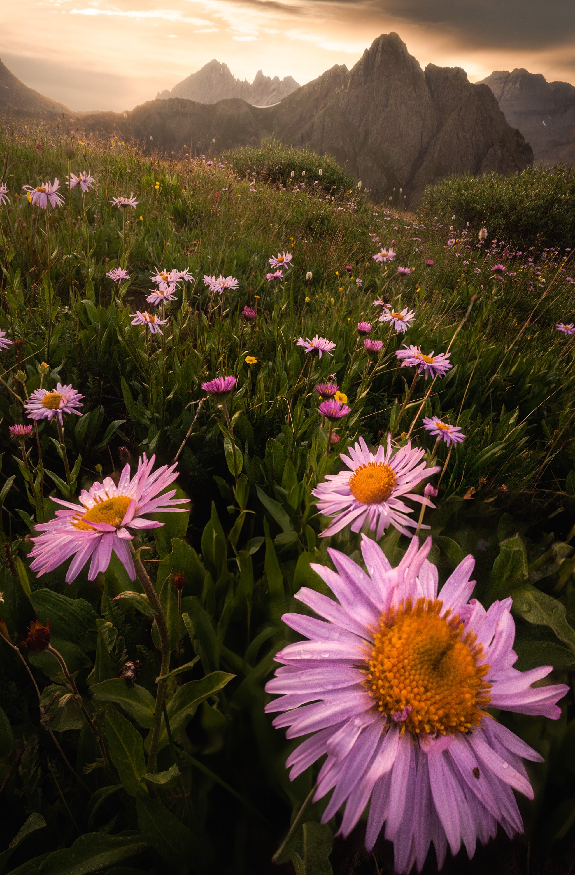 Alpine wildflowers glowing in warm evening light in Colorado’s San Juan Mountains, with dramatic peaks rising behind as storm clouds clear at sunset.