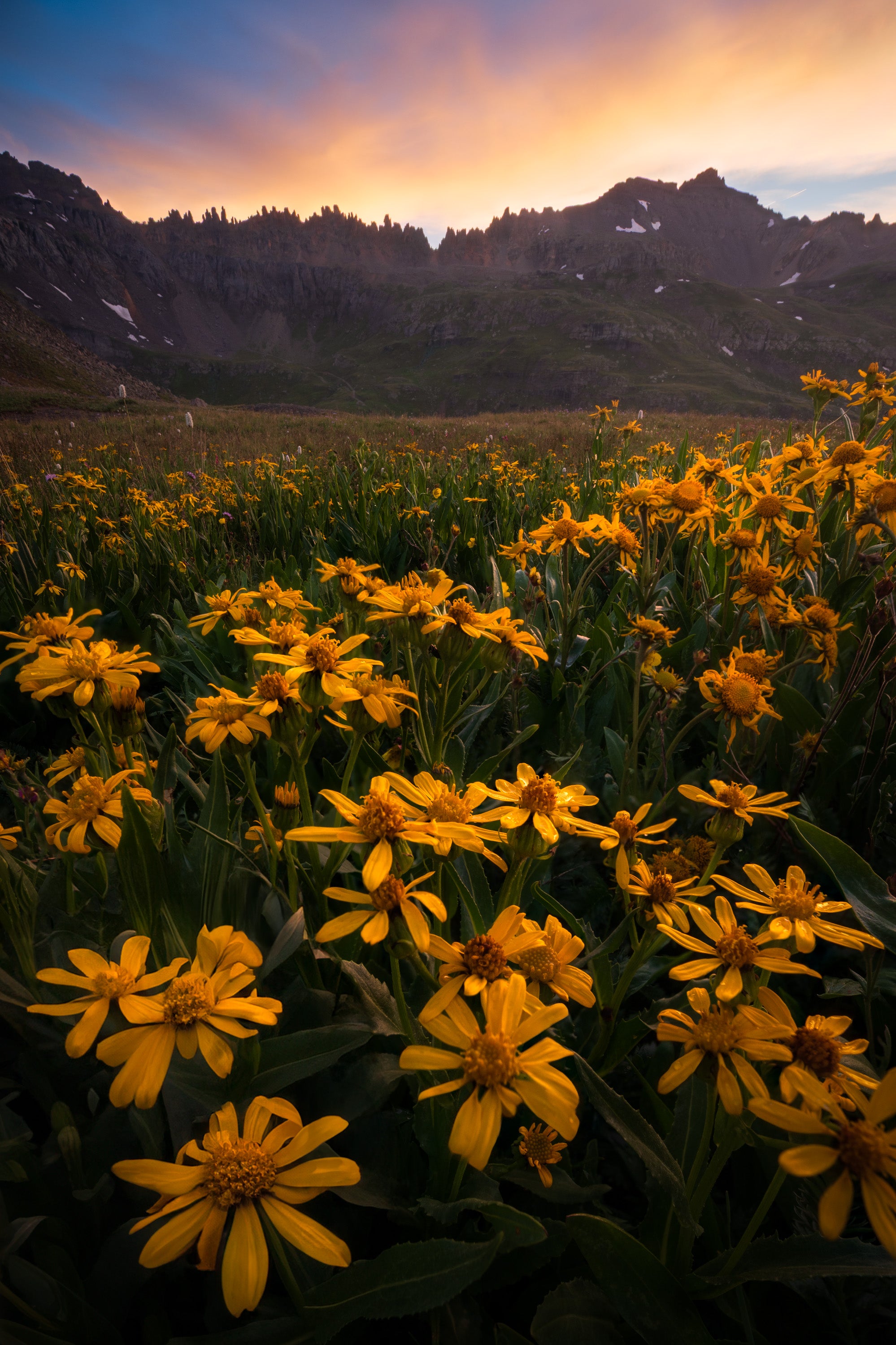 Wildflower-filled alpine basin in Colorado’s San Juan Mountains, with yellow blooms glowing beneath dramatic sunset skies clearing after wildfire haze.