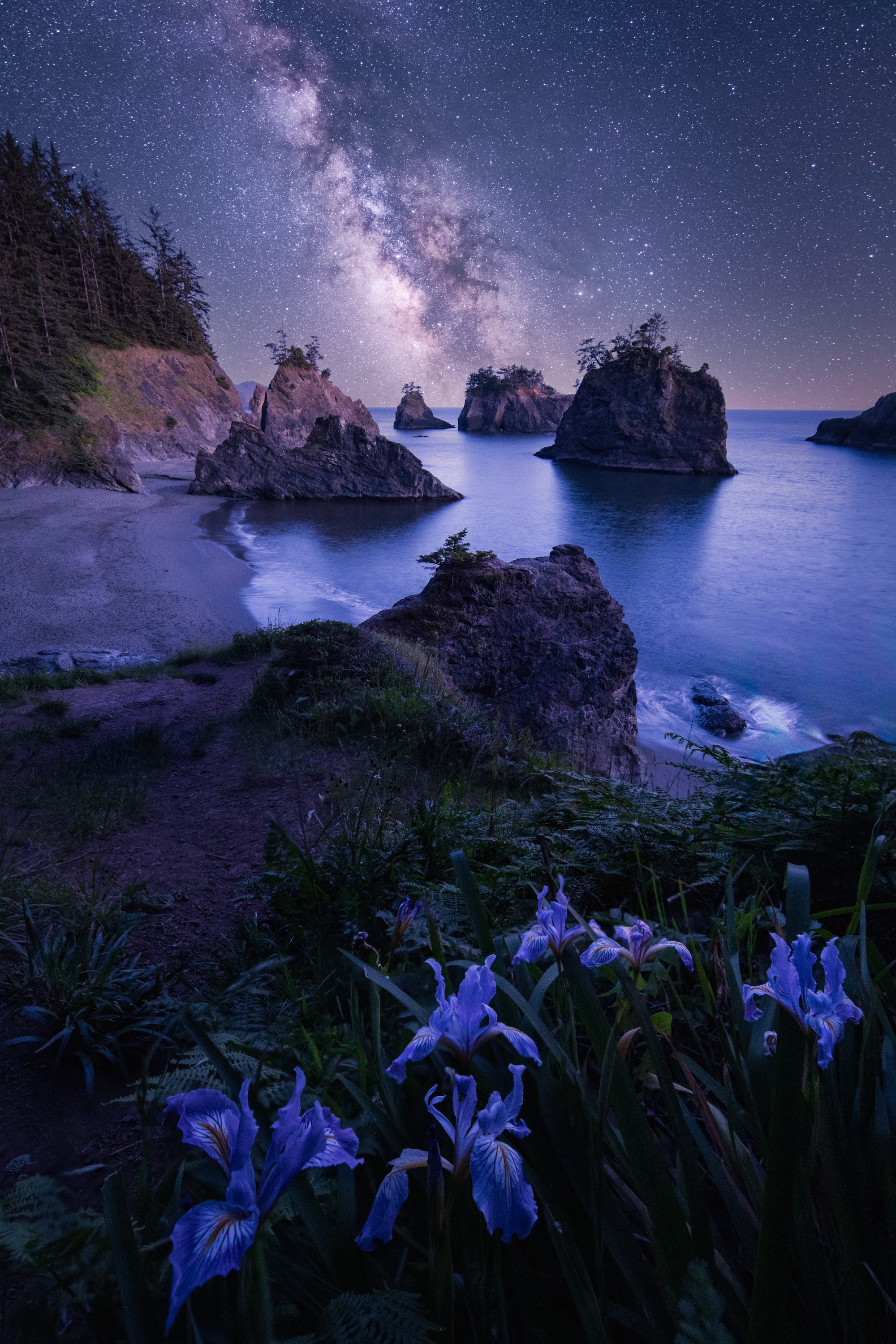 Wild irises on a cliff along the southern Oregon coast at night, with the Milky Way above sea stacks and calm ocean water under a starry sky.