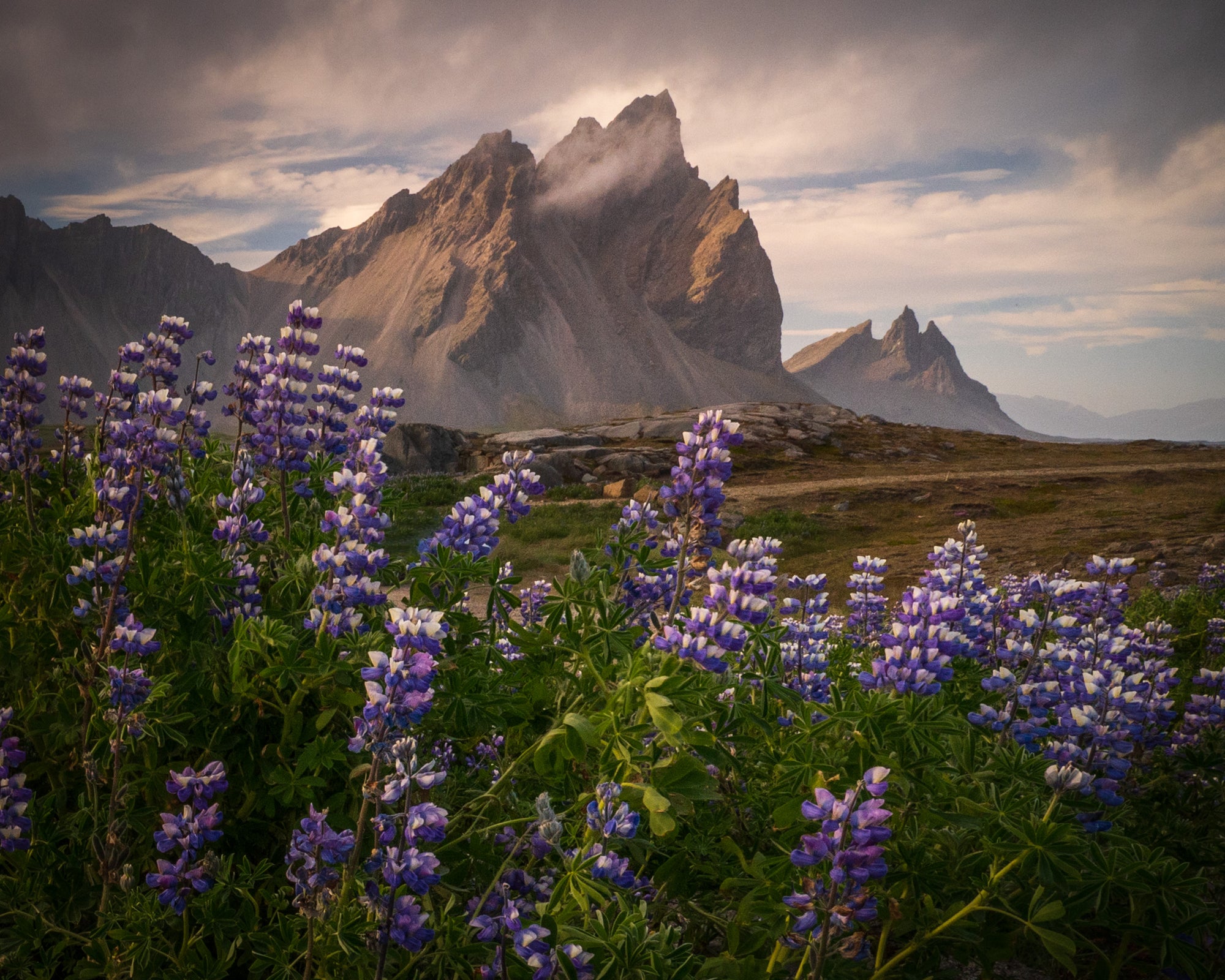 Purple lupine flowers blooming near Vestrahorn on Iceland’s southern coast, with jagged mountains rising behind under soft, overcast light.